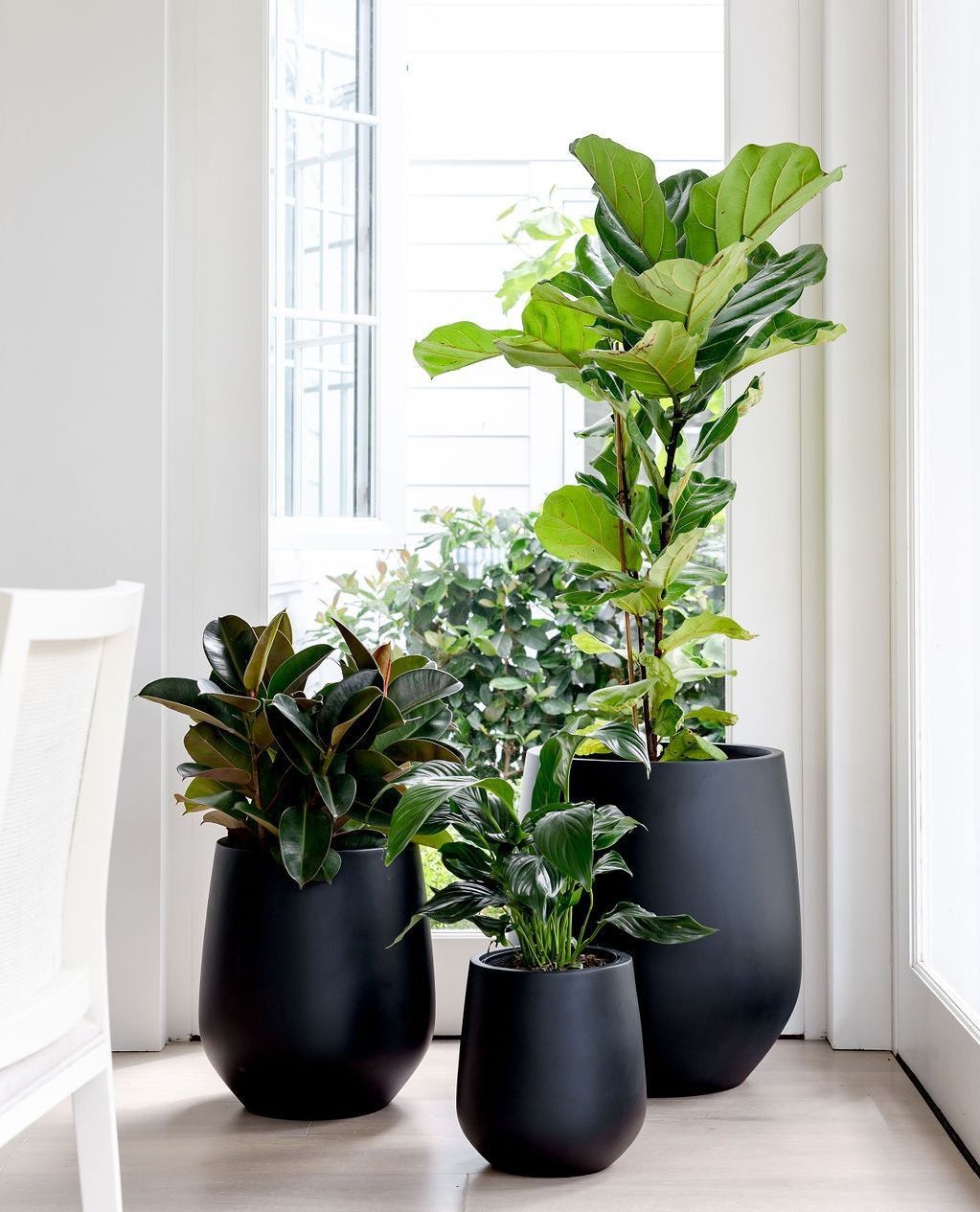 5 mẹo chọn cây cảnh phòng khách hút tài lộc, may mắn 6 Đặt cây cảnh đúng vị trí tài lộc trong phòng khách