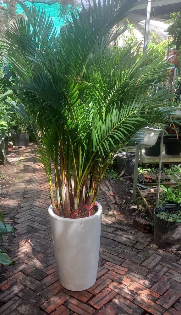 Quà tặng từ cây xanh 🎁 Món quà kết nối mang ý nghĩa dài lâu 4 Cây Cau Kiểng giá tốt