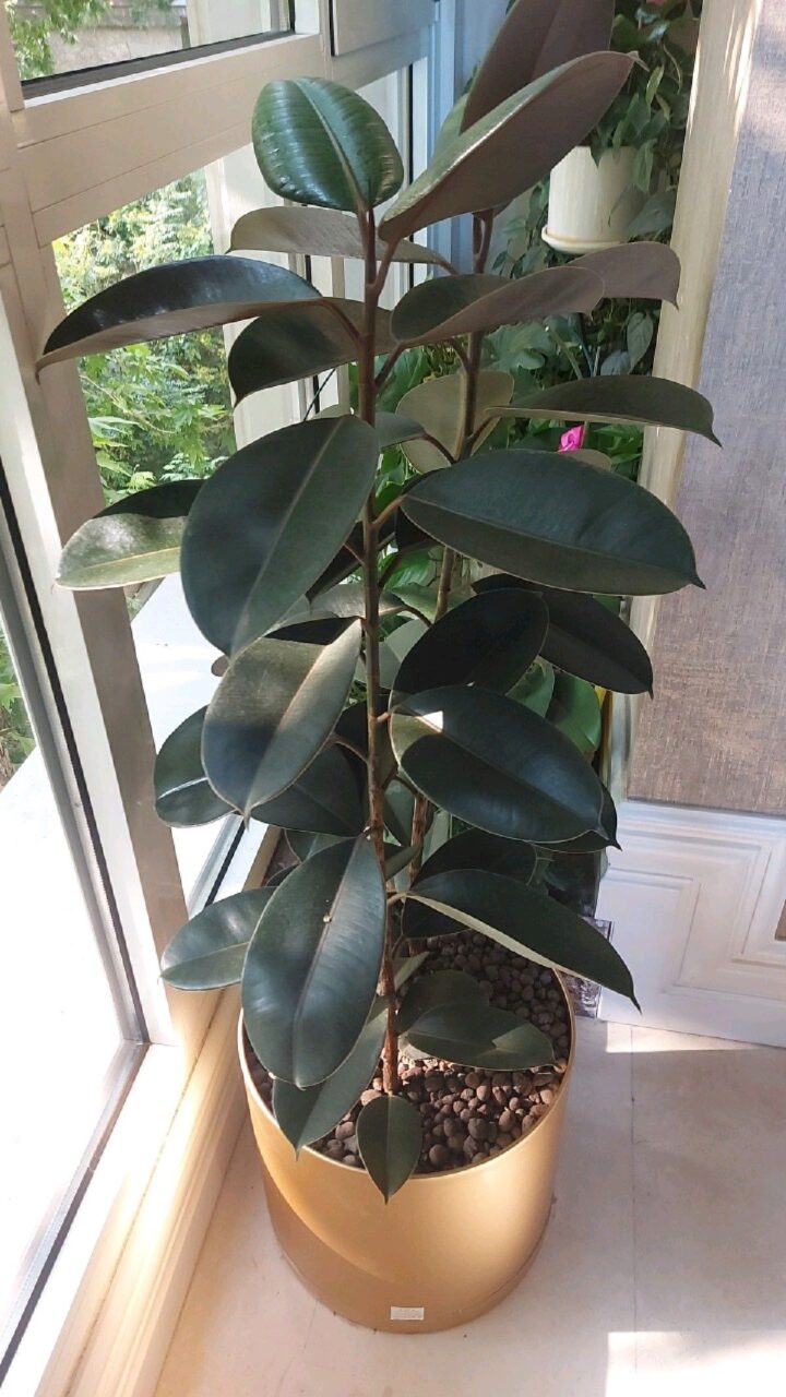 Top 5 cây kiểng để bàn phong thủy được ưa chuộng tại Cần Thơ 10 Cây Đa Búp Đỏ tại TP Cần Thơ