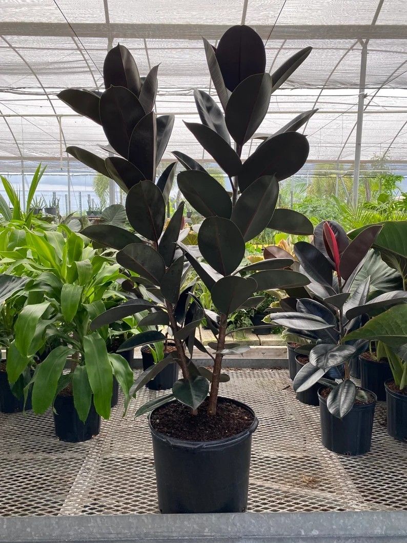 Top 5 cây kiểng để bàn phong thủy được ưa chuộng tại Cần Thơ 11 Cây Đa Búp Đỏ tại TP Cần Thơ