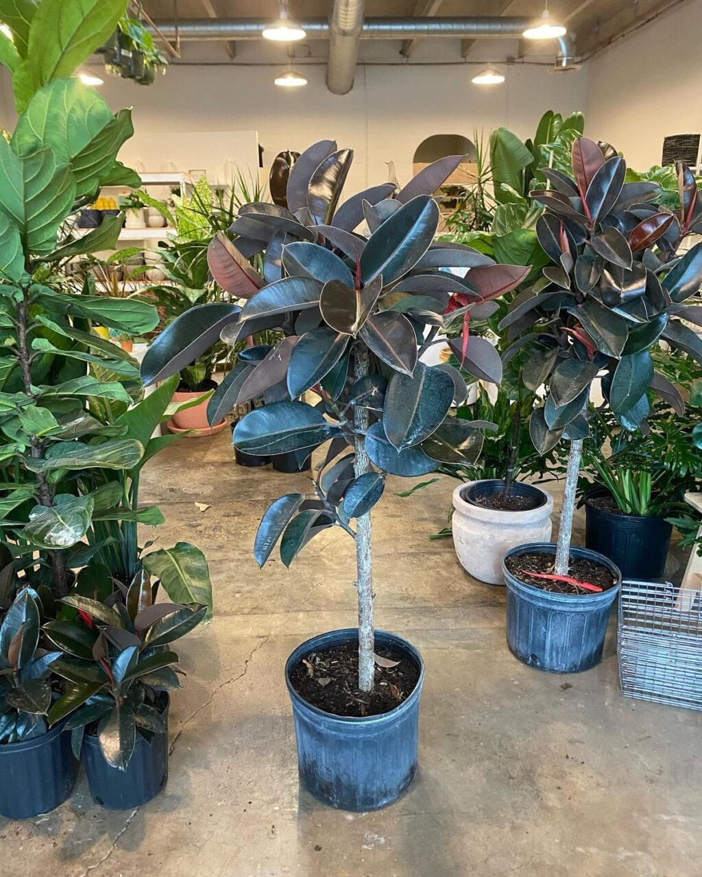 Top 5 cây kiểng để bàn phong thủy được ưa chuộng tại Cần Thơ 12 Cây Đa Búp Đỏ tại TP Cần Thơ