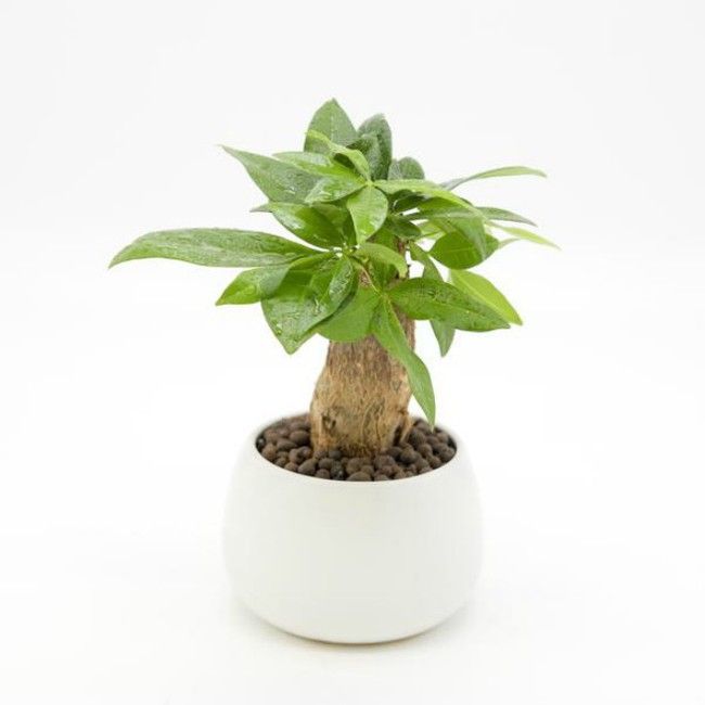 Cây Kim Ngân nội thất tại TP Cần Thơ 