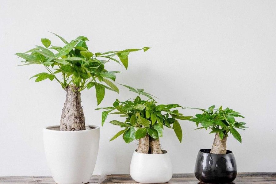 Cần mua cây kiểng để bàn? - Giải pháp trang trí văn phòng tại Cần Thơ 3 Cây Kim Ngân nội thất tại TP Cần Thơ