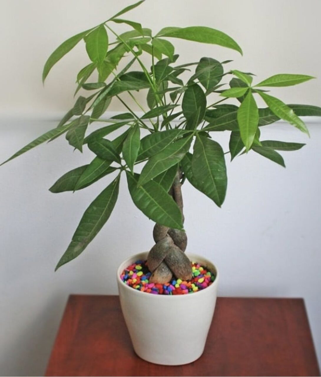 Cần mua cây kiểng để bàn? - Giải pháp trang trí văn phòng tại Cần Thơ 4 Cây Kim Ngân nội thất tại TP Cần Thơ