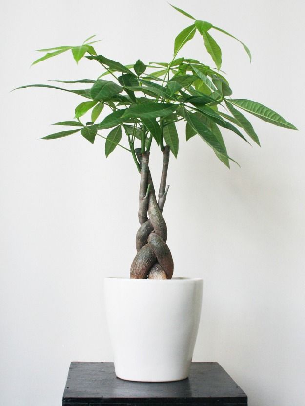 Cần mua cây kiểng để bàn? - Giải pháp trang trí văn phòng tại Cần Thơ 2 Cây Kim Ngân nội thất tại TP Cần Thơ