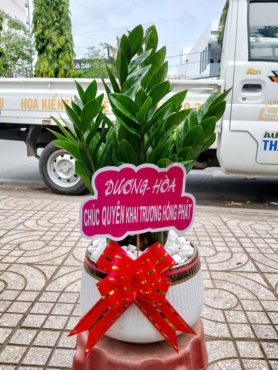 Quà tặng cây kiểng – Món quà ý nghĩa cho tân gia, khai trương tại Cần Thơ 9 Cây Kim Tiền quà tặng dịp tân gia, khai trương