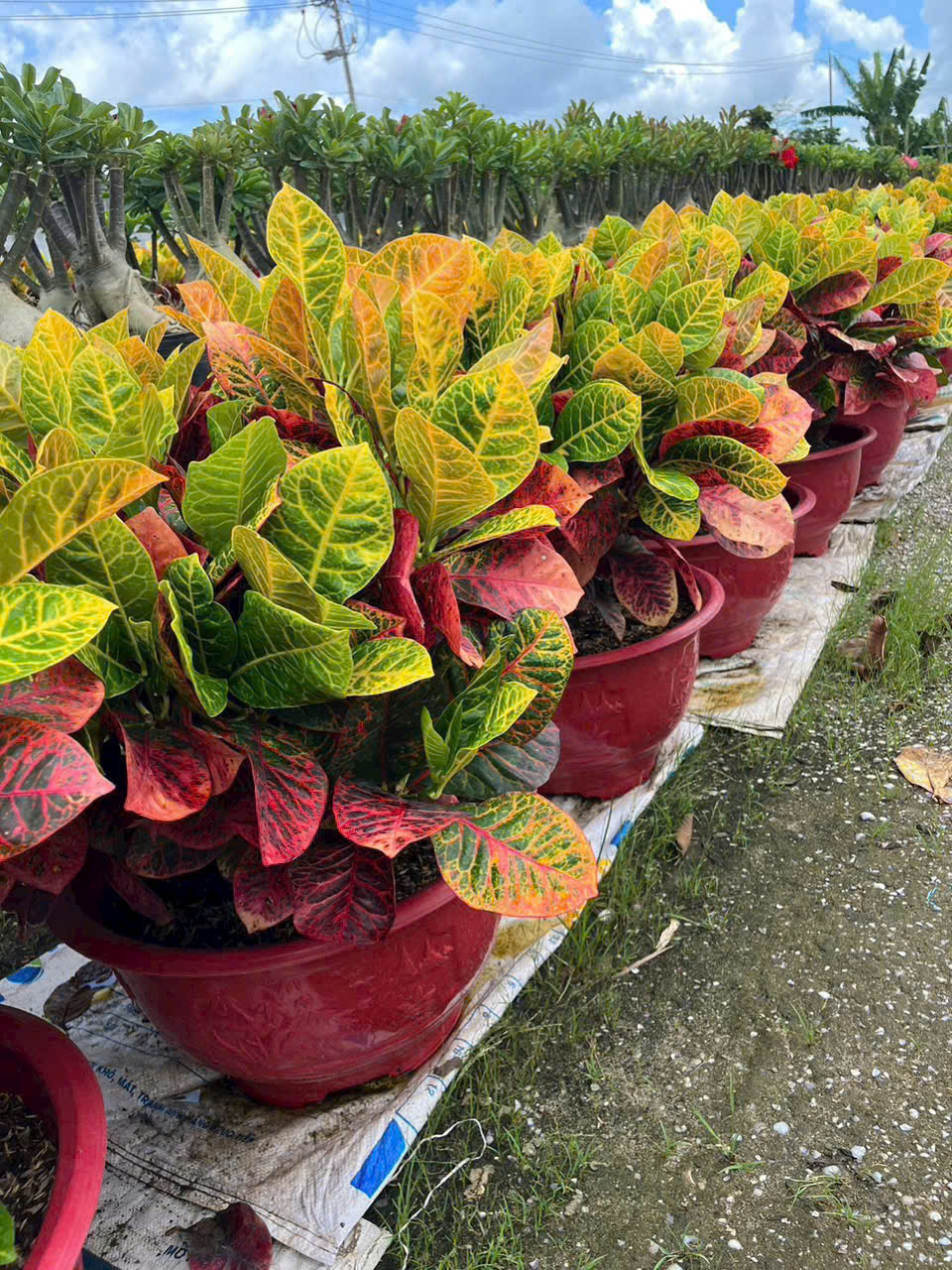 Cây Lá Màu (Lá Gấm)