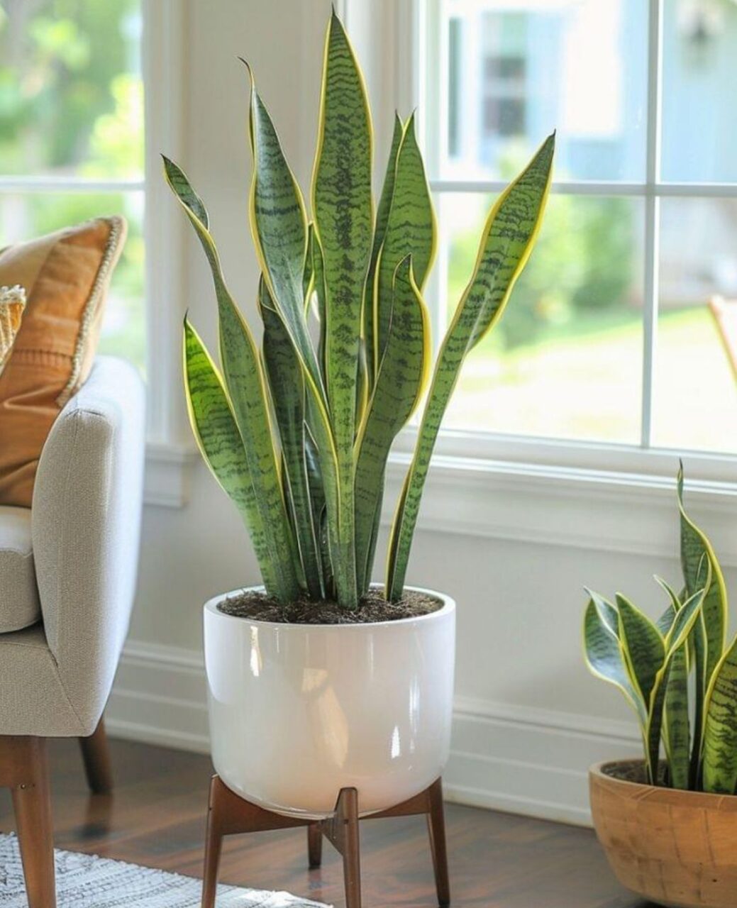 5 mẹo chọn cây cảnh phòng khách hút tài lộc, may mắn 1 Cây Lưỡi hổ mua tại TP Cần Thơ