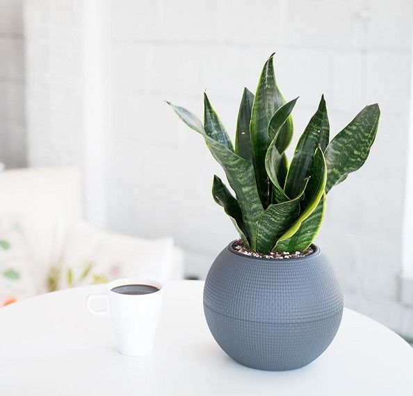 Cây Lưỡi hổ mua tại TP Cần Thơ