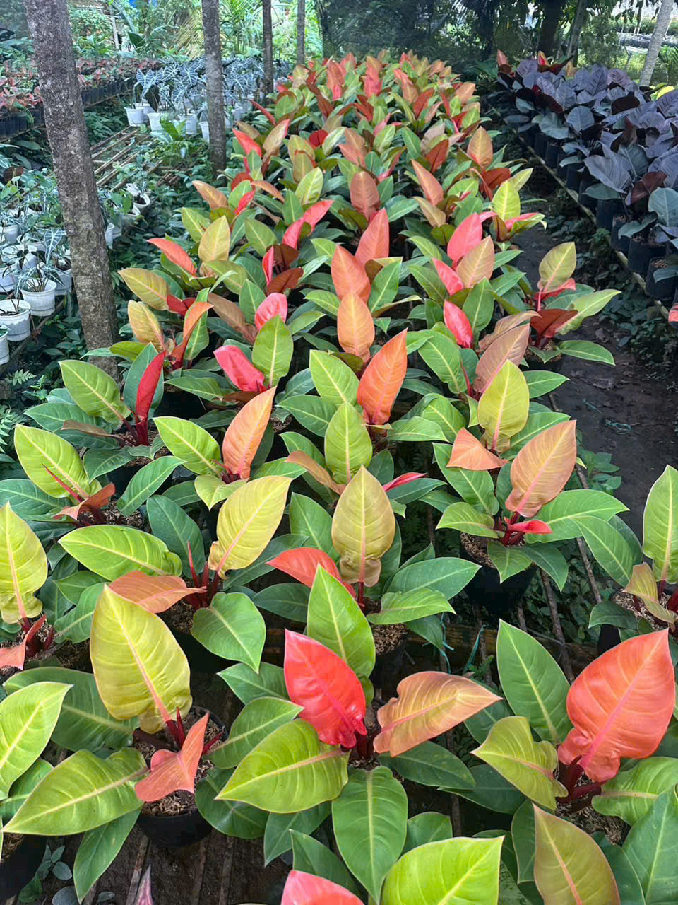 Đất và dinh dưỡng cho cây cảnh trong nhà và ngoài trời 5 Cây Trầu Bà Đế Vương | Vườn MaiVietGarden Cần Thơ