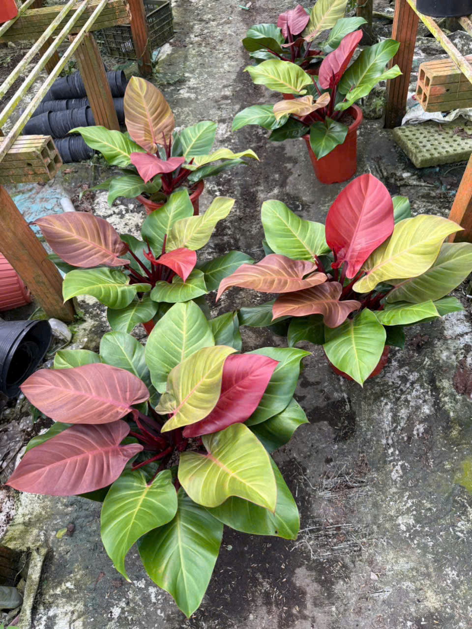 Cây Trầu Bà Đế Vương | Vườn MaiVietGarden Cần Thơ