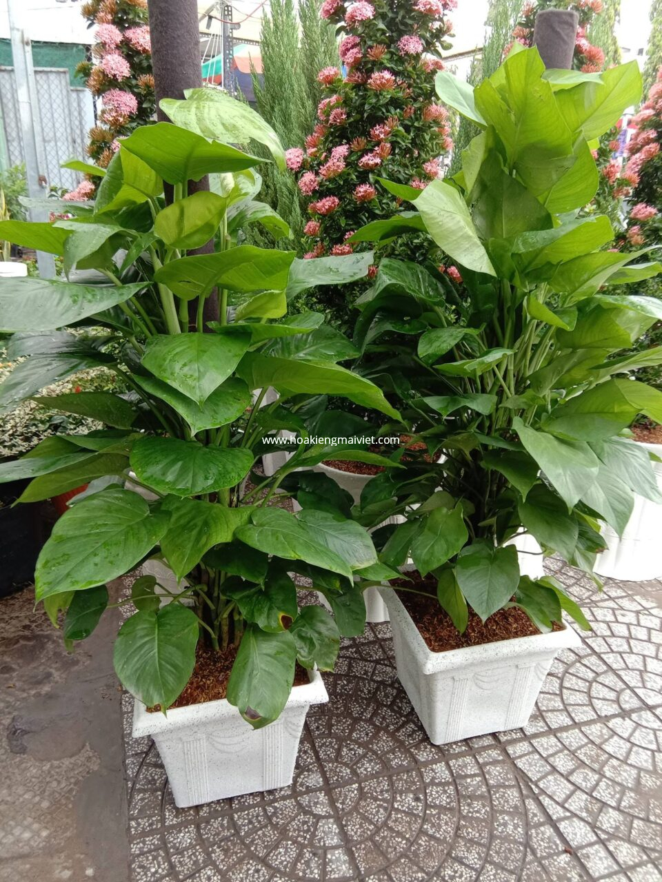 Tầm quan trọng của đất trồng và môi trường sống đối với cây cảnh 6 Cây Trầu Bà Leo Cột