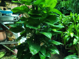 Chợ Hoa Kiểng 4 Cây Trầu Bà Pháp Leo Cột