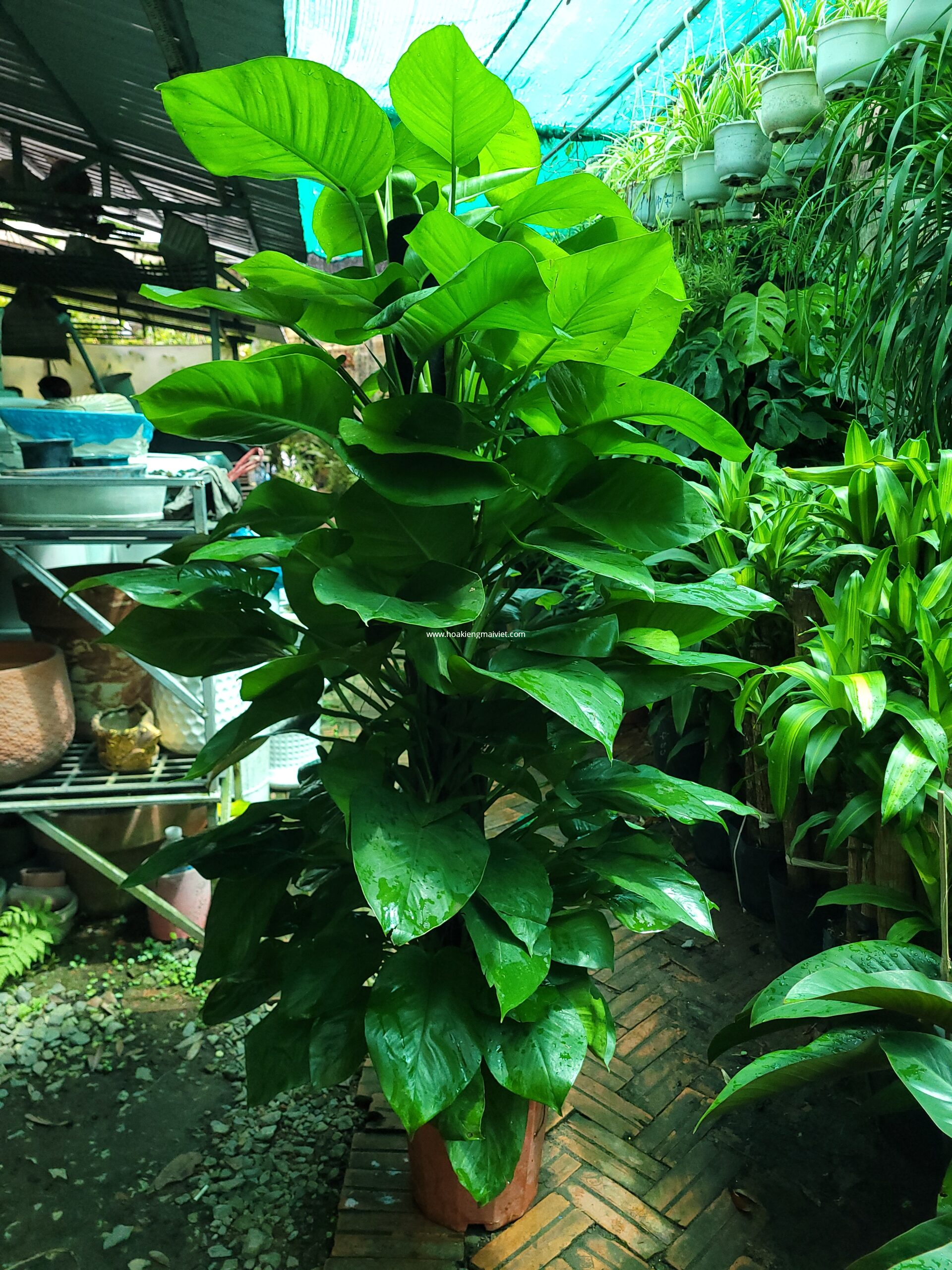 Shop 5 Cây Trầu Bà Pháp Leo Cột