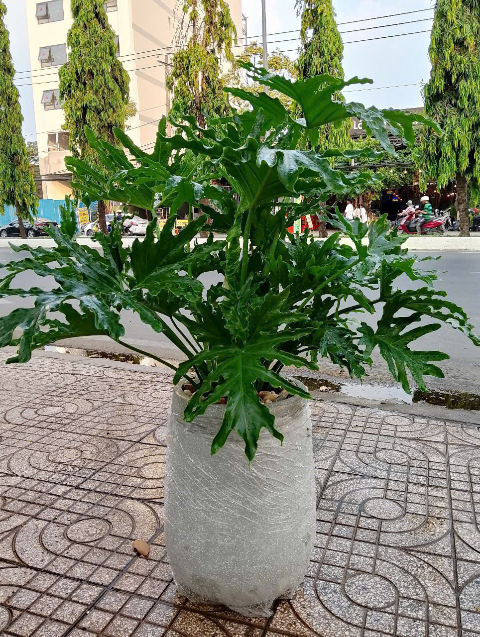 Quà tặng cây kiểng – Món quà ý nghĩa cho tân gia, khai trương tại Cần Thơ 3 Cây Trầu Bà Thanh Xuân