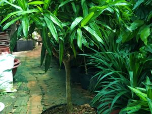 Chợ Hoa Kiểng 6 Cây Trúc Bách Hợp giá tốt tại Cần Thơ