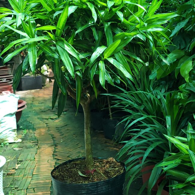 Shop 4 Cây Trúc Bách Hợp giá tốt tại Cần Thơ