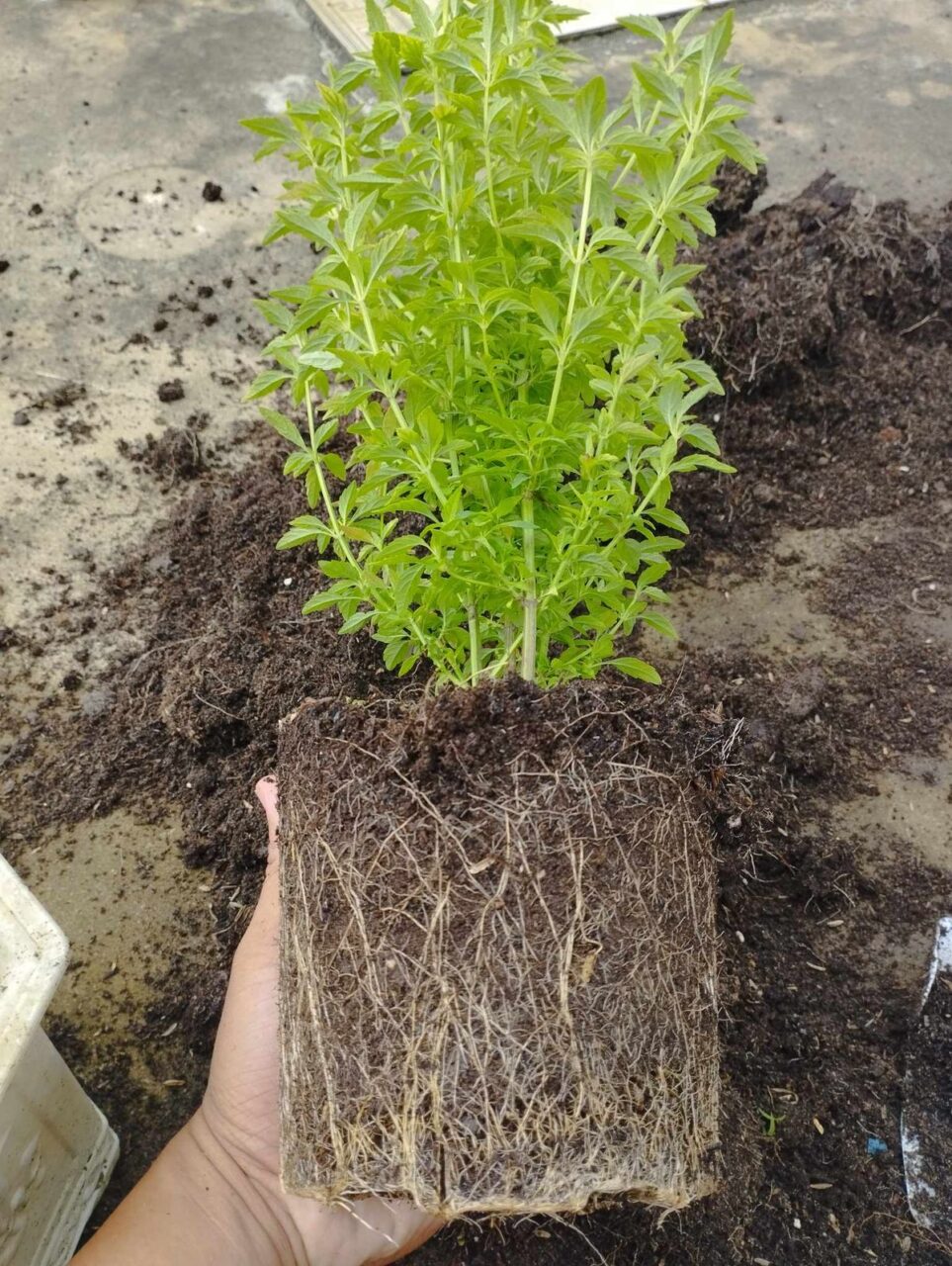 Đất trồng và tâm quan trọng với cây