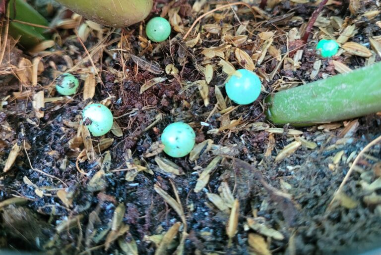 Blog chia sẻ 6 Đất trồng và tâm quan trọng với cây