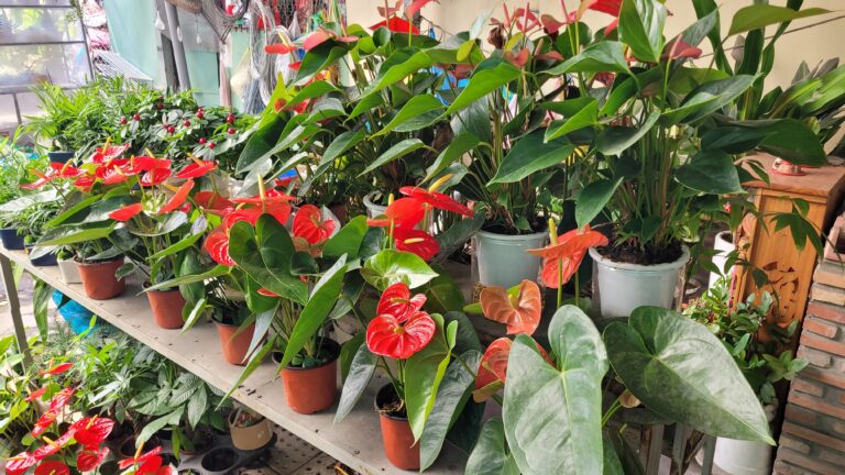 Blog chia sẻ 9 Mua cây cảnh để bàn tại TP Cần Thơ