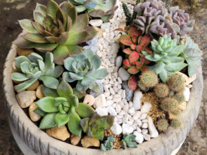 Chợ Hoa Kiểng 3 Tiểu Cảnh Mix để bàn