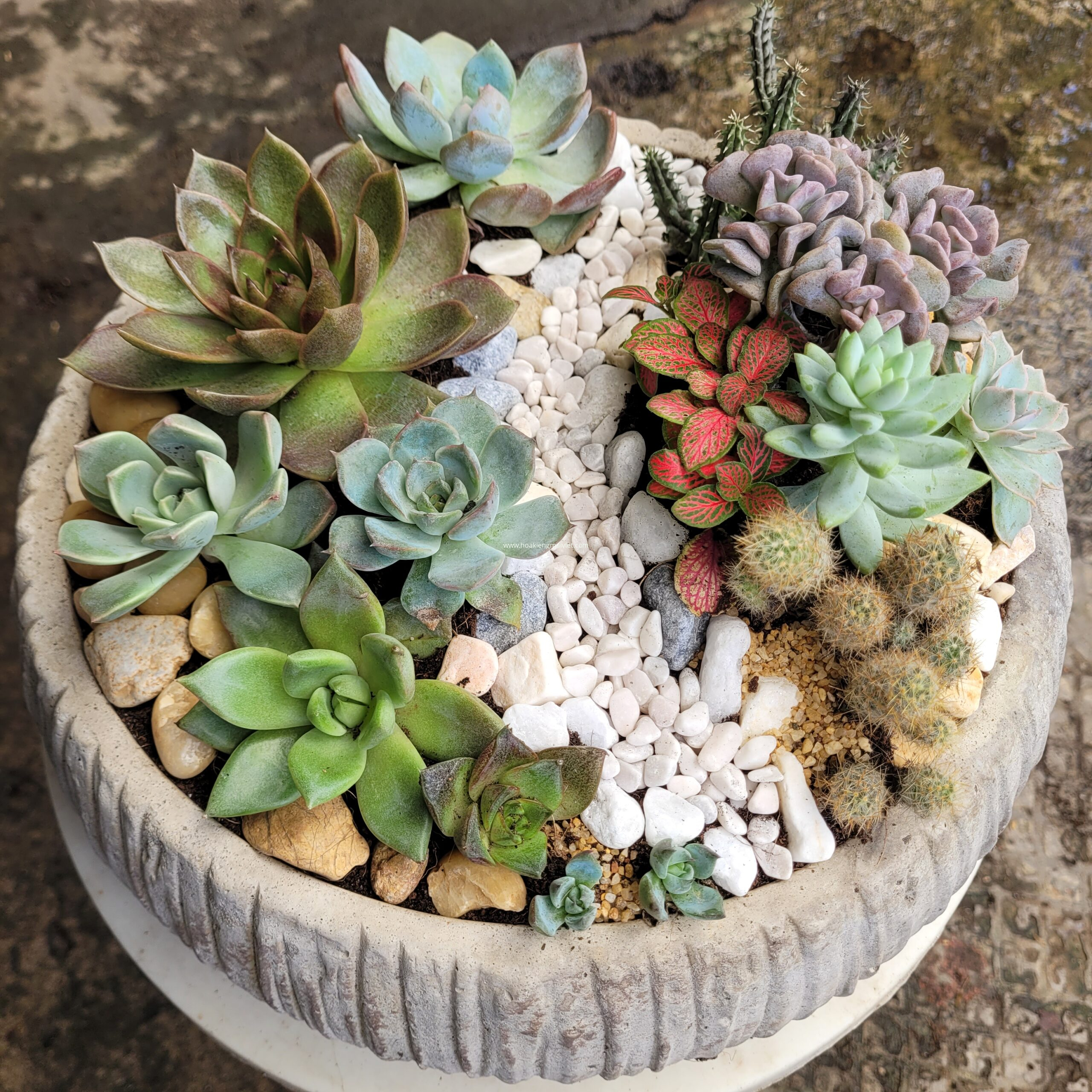 Chợ Hoa Kiểng 15 Tiểu Cảnh Mix để bàn