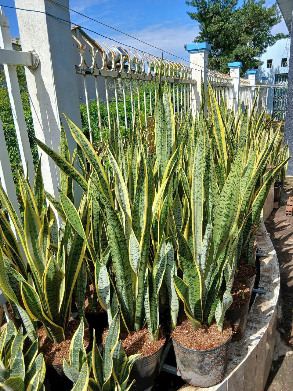 Đất và dinh dưỡng cho cây cảnh trong nhà và ngoài trời 6 Vuon Cay Luoi Ho tai TP Can Tho