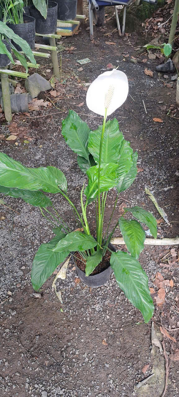 Vườn Lan Ý tại TP Cần Thơ 