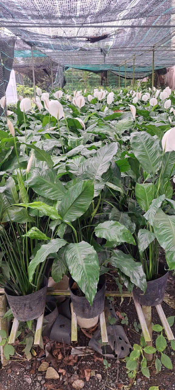 Vườn Lan Ý tại TP Cần Thơ 