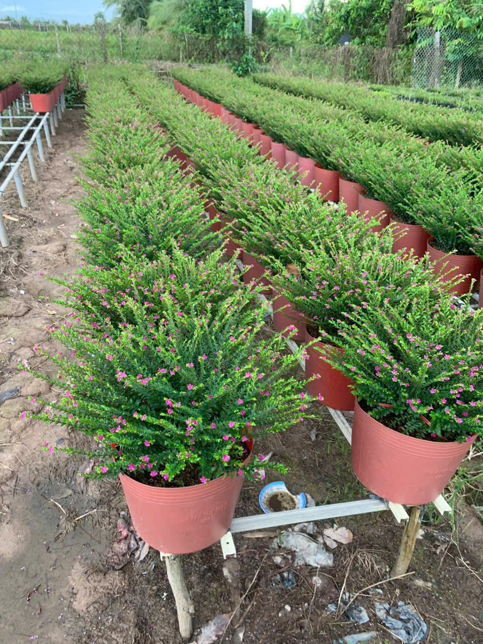 Đất và dinh dưỡng cho cây cảnh trong nhà và ngoài trời 4 Cây Cẩm Tú | Vườn hoa kiểng Mai Việt Cần Thơ