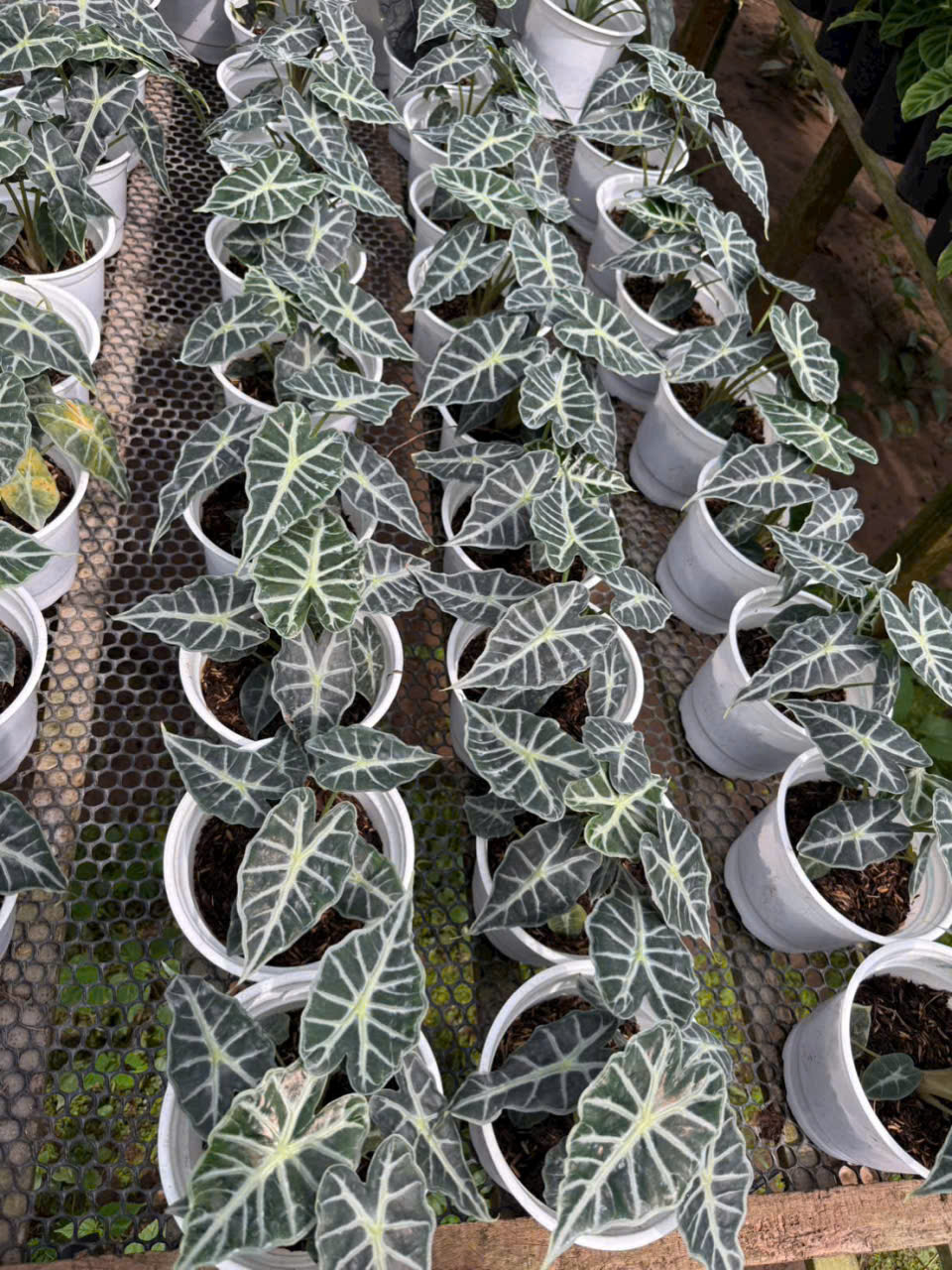 Cách cải thiện độ "Thoáng Khí" của đất để cây cảnh luôn khỏe mạnh 4 Cây Môn Quan Âm | Vườn hoa kiểng Mai Việt Cần Thơ