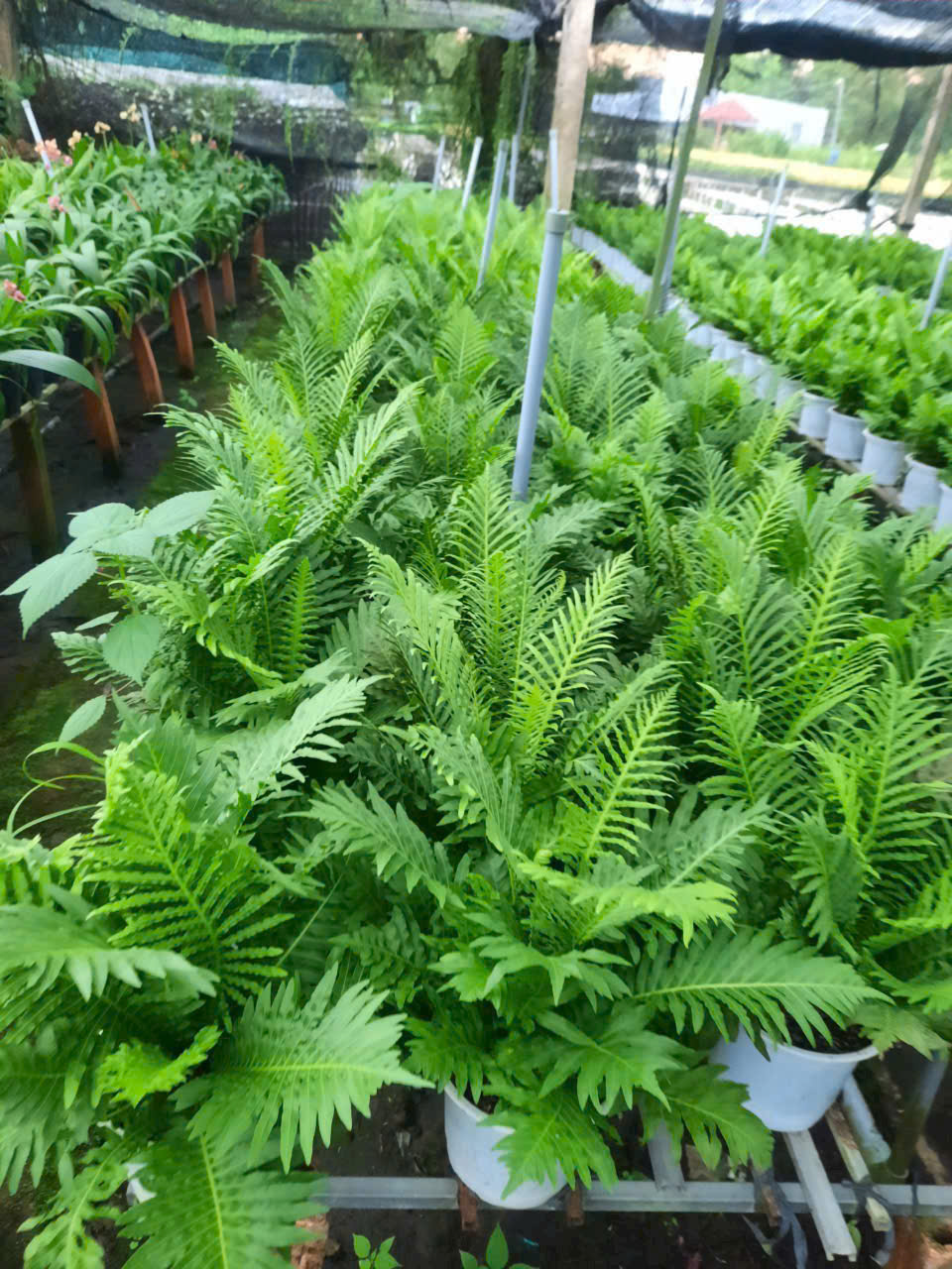 Đất và dinh dưỡng cho cây cảnh trong nhà và ngoài trời 3 Cây Dương Sĩ | Vườn hoa kiểng Mai Việt Cần Thơ