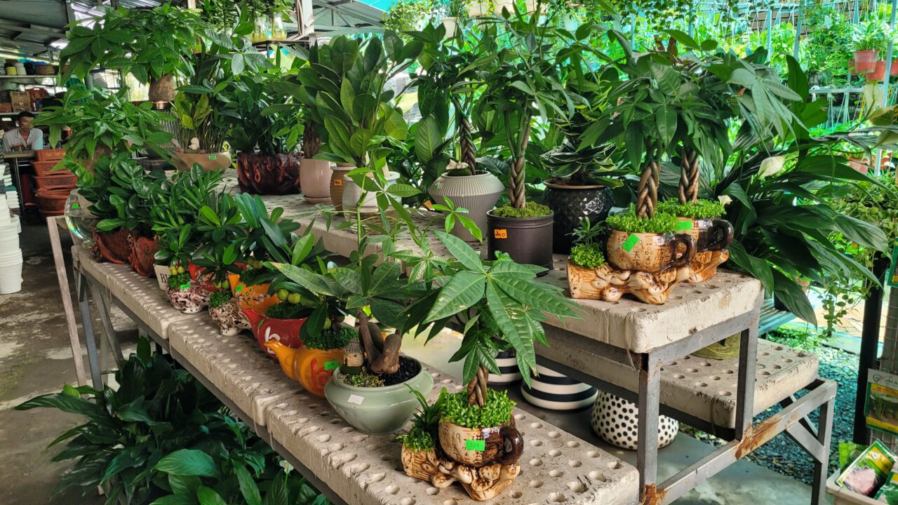 Quà tặng cây kiểng – Món quà ý nghĩa cho tân gia, khai trương tại Cần Thơ 8 Khu vực chọn lựa cây cảnh để bàn
