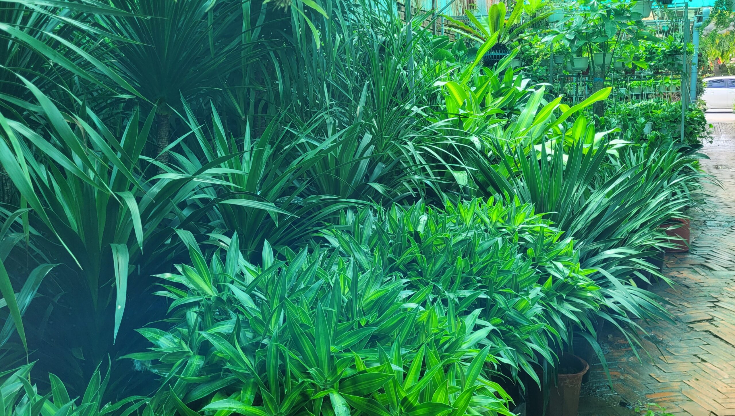 Cây xanh nội thất dành cho nhà ở và văn phòng 1 Cây cảnh trang trí văn phòng làm việc