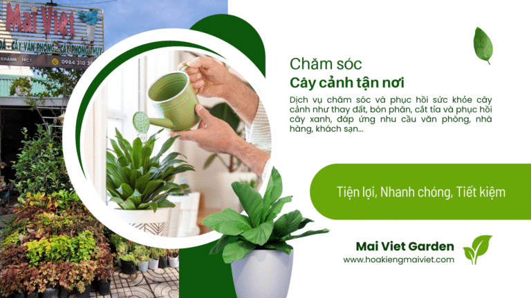 Dịch vụ chăm sóc và phục hồi cây cảnh tận nhà tại Cần Thơ
