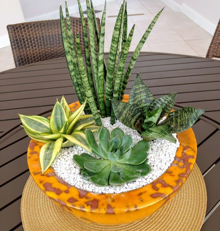 Top 5 cây kiểng để bàn phong thủy được ưa chuộng tại Cần Thơ 4 Cây ngà voi để bàn phong thủy tại Cần Thơ