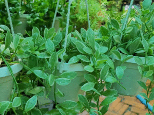 Cây Bình An mang lại may mắn