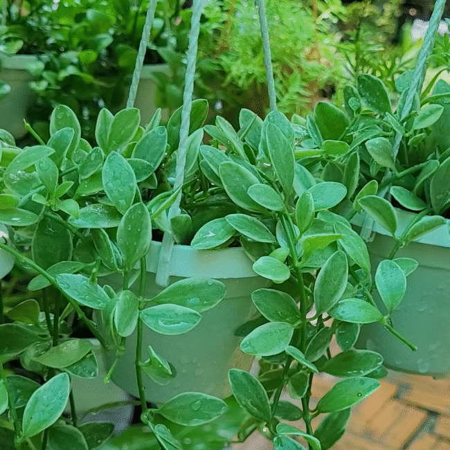 Quà tặng cây cảnh 2 Cây Bình An mang lại may mắn