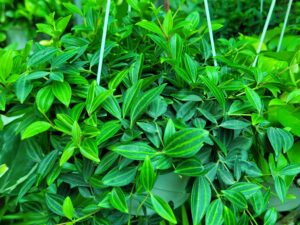 Cây Lan Hạt Dưa giá tốt tại TP Cần Thơ