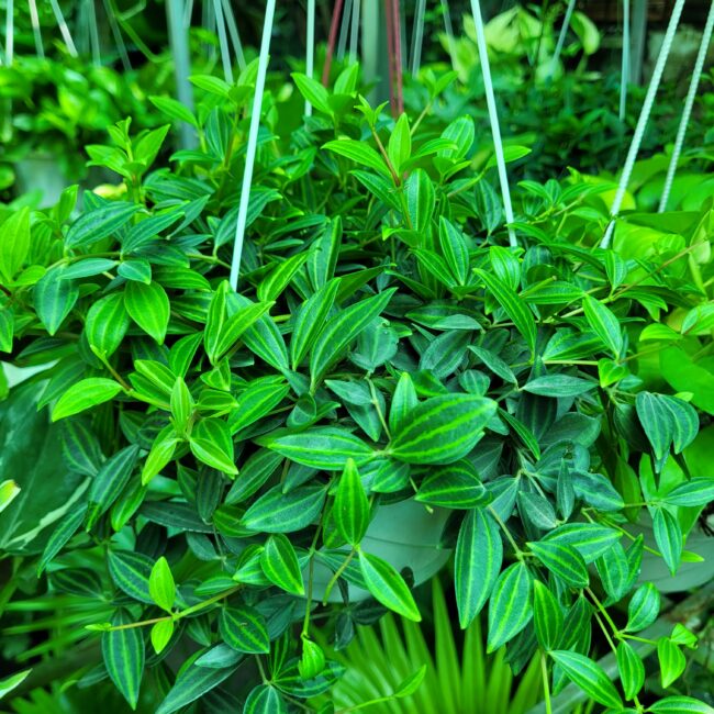 Shop 10 Cây Lan Hạt Dưa giá tốt tại TP Cần Thơ