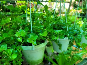 Cây Lan Tim chậu treo giá tốt Cần Thơ