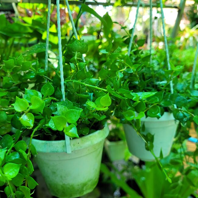 Shop 11 Cây Lan Tim chậu treo giá tốt Cần Thơ